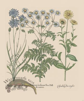 Besler 207 Colored  B2